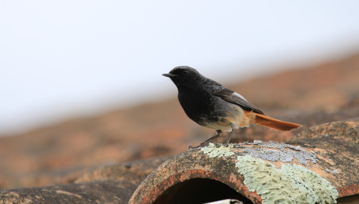 Les oiseaux comptent sur vous, comptez-les !